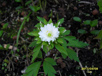 Anemone nem Bract Plena 17.jpg