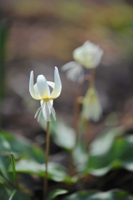 Erythronium.jpg