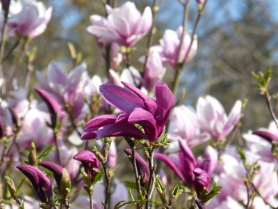 2017-04-09 Magnolia soulangeana- 'Susan'.jpg