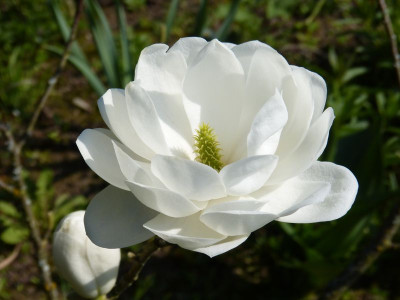 2017-04-09 Magnolia ''Barbara'' 1.jpg