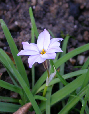 Ipheion_27.11.06.jpg