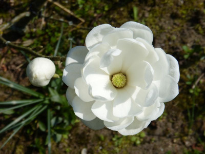 2017-04-09 Magnolia ''Barbara'' 3.jpg