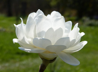2017-04-09 Magnolia ''Barbara'' 4.jpg