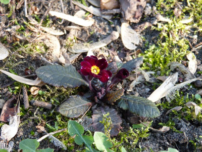 2017-04-09 Primula vulgaris 'Innisfree'.jpg