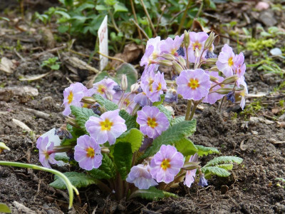 2017-04-09 Primula vulgaris 'Avondale'.jpg