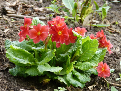 2017-04-09 Primula 'Wanda'.jpg