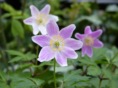 2017-04-09 Anemone nemorosa 'Axel' 1.jpg