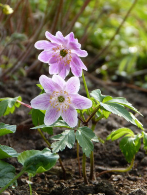 2017-04-09 Anemone nemorosa 'Flush'.jpg