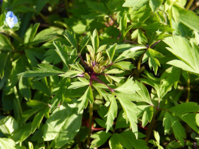 2017-04-09 Anemone nemorosa 'Green Dragon'.jpg