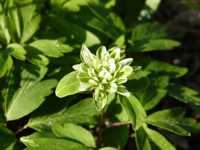 2017-04-09 Anemone nemorosa 'Monstrosa'.jpg