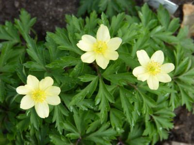 2017-04-09 Anemone x lipsiensis 'Vimariensis'.jpg