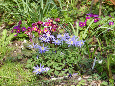 2017-04-09 Anemone blanda 1.jpg