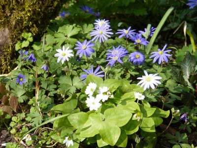 2017-04-09 Anemone blanda 2.jpg