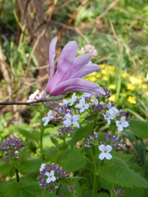 2017-04-09 Gartenimpressionen 1.jpg