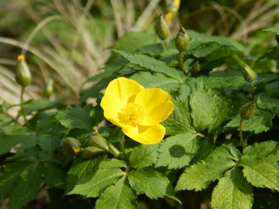 2017-04-09 Hylomecon japonicum.jpg