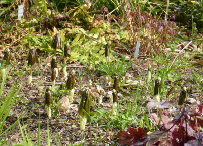 2017-04-09 Podophyllum peltatum.jpg