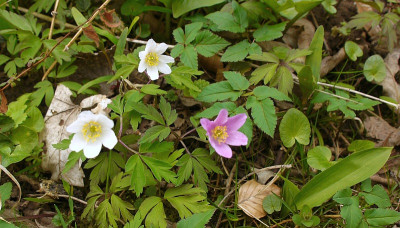 anemone nemorosa.jpg