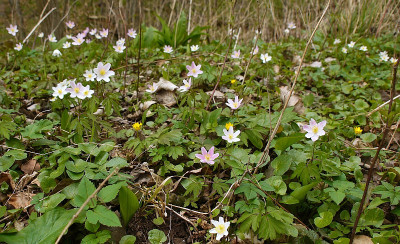 anemone nemorosa 2.jpg