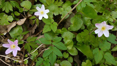 anemone nemorosa 3.jpg