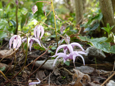 2017-04-09 Epimedium brachyrrhizum.jpg