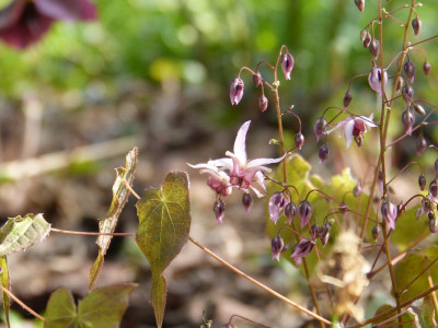 2017-04-09 Epimedium 'Pink Elf'.jpg