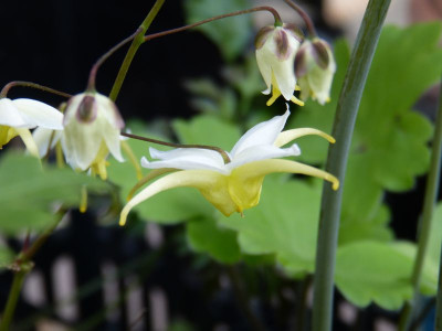 2017-04-09 Epimedium 'Egret'.jpg