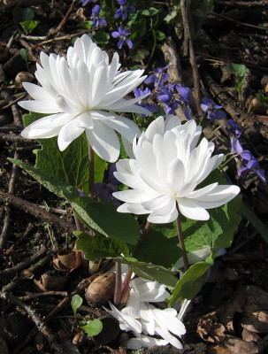 IMG_9522_Sanguinaria_9APril2017_.jpg