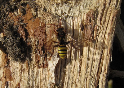 IMG_9513_Nomada_Vorgarten_9April2017_.jpg