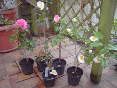 PICT1650.JPG