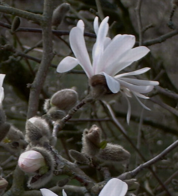 M._korbus_var_stellata_in_Session.jpg