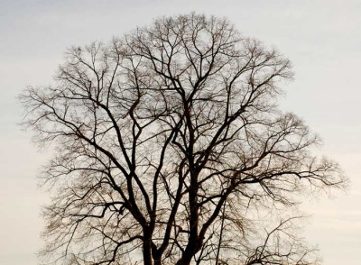 Winterbaum.jpg