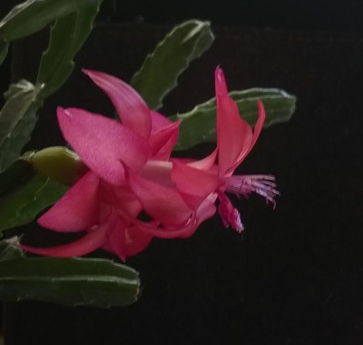 S.exotica.jpg
