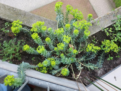 Euphorbia myrsinites_4757.jpg