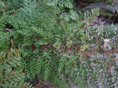 PolystichumSetiferumPlumosumDensum.jpg