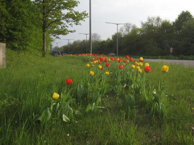 Stadtfarben2.jpg