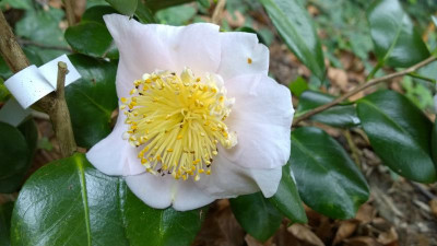 WP_20170410_030 Camellia japonica Tenju.jpg