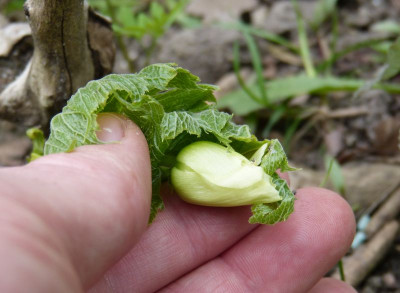 2017-04-10 Glaucidium palmatum.jpg