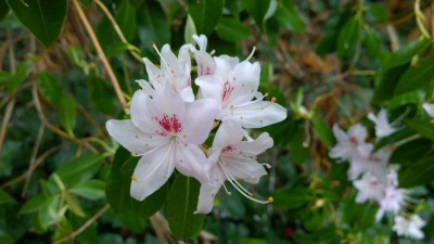 WP_20170410_040 Rhododendron davidsonianum C5040.jpg