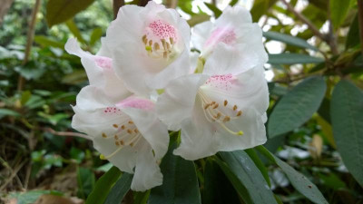 WP_20170410_046 Rhododendron morii RV71001.jpg