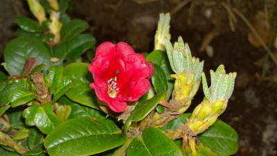 WP_20170410_050 Rhododendron chamaethomsonii var.chamaethomsonii  Red L&S.jpg