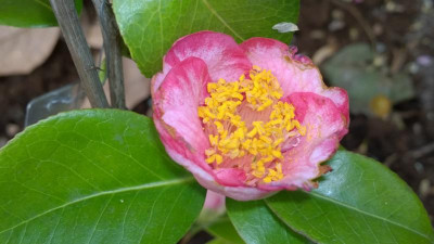 WP_20170410_018 Camellia japonica Kyokko Kan.jpg