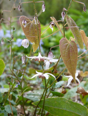 2017-04-10 Epimedium 'Asiatic Hybrid'.jpg