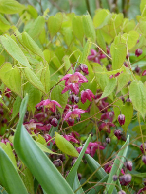 2017-04-10 Epimedium 'Galadriel'.jpg