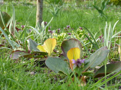 2017-04-10 Bergenia 'Solar Flare' 1.jpg