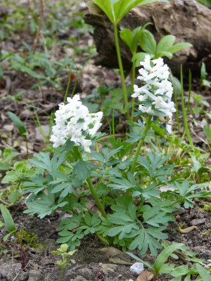 2017-04-10 Corydalis 'White Knight'.jpg