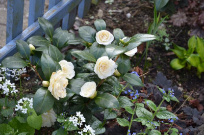 Camellia-Dahlohnega.17-2.jpg