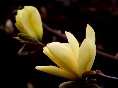 Goldstar m.wenigen Blüten.JPG