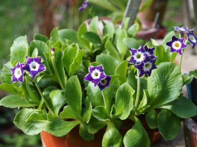 Primula Auricula Fancy 'Star Flowers' P4110101.JPG