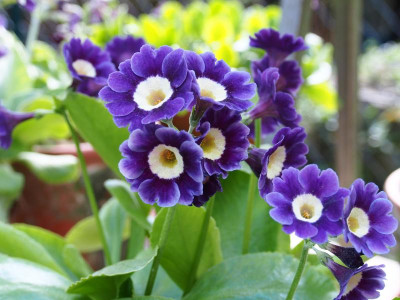Primula Auricula Blau P4110104.JPG