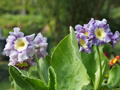 Primula Auricula Hellblau P4110103.JPG